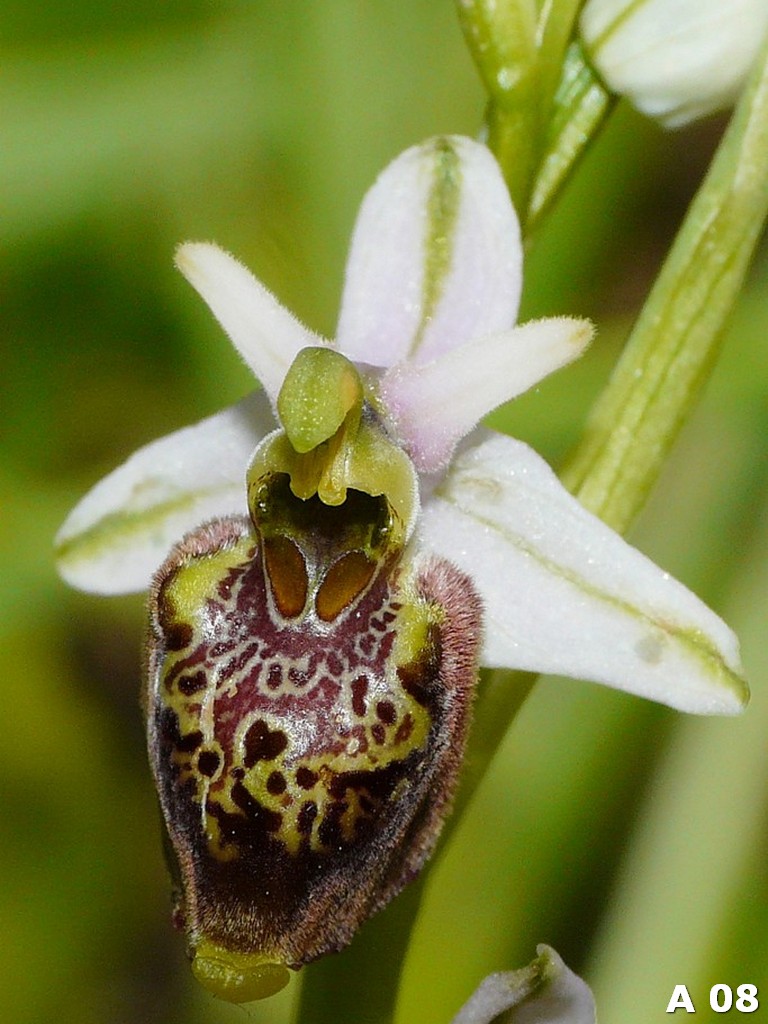 Ophrys dinarica (=Ophrys personata)  in Abruzzo